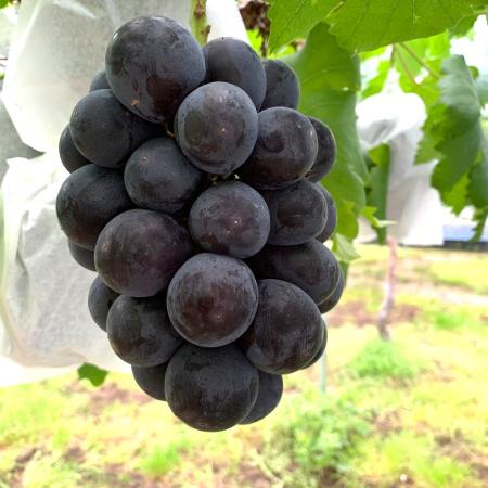 ニューピオーネ 2kg 早採れ(ハウス栽培)(三越伊勢丹選定)